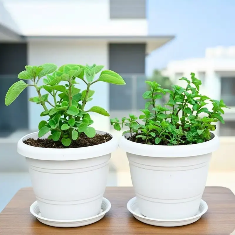 Set of 2 Ajwain and Pudina